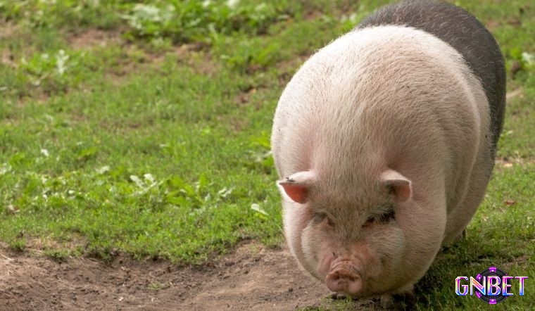 Hình dung rõ trải nghiệm mơ để giải mã giấc mơ thấy heo