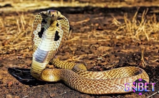 Mơ rắn hổ mang là sự bất mãn và không hài lòng với công việc của anh em